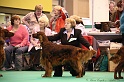 Crufts2011_2 152